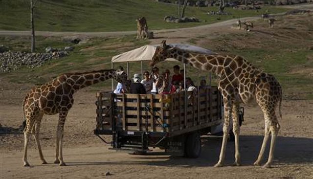 san-diego-zoo-safari-park-giraffes